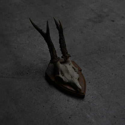 Hunting Trophy  Ⅷ｛RB-00410｝