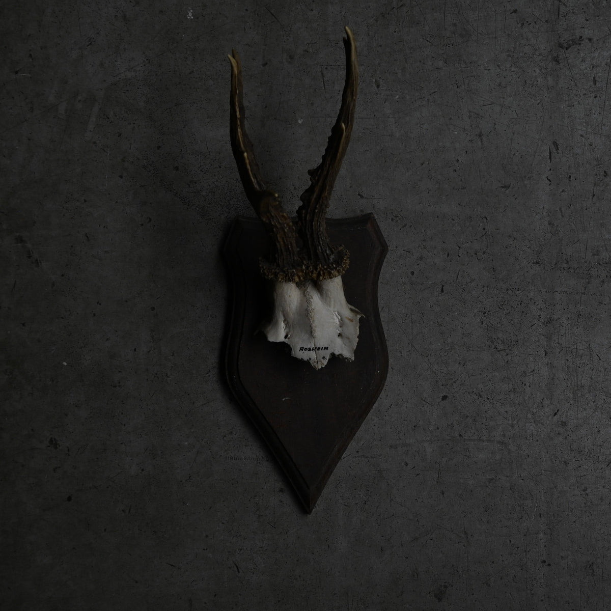 Hunting Trophy  Ⅸ｛RB-00411｝