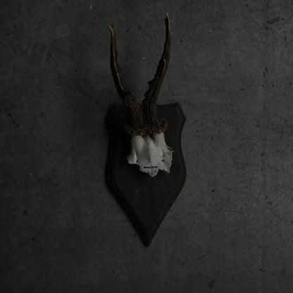 Hunting Trophy  Ⅸ｛RB-00411｝