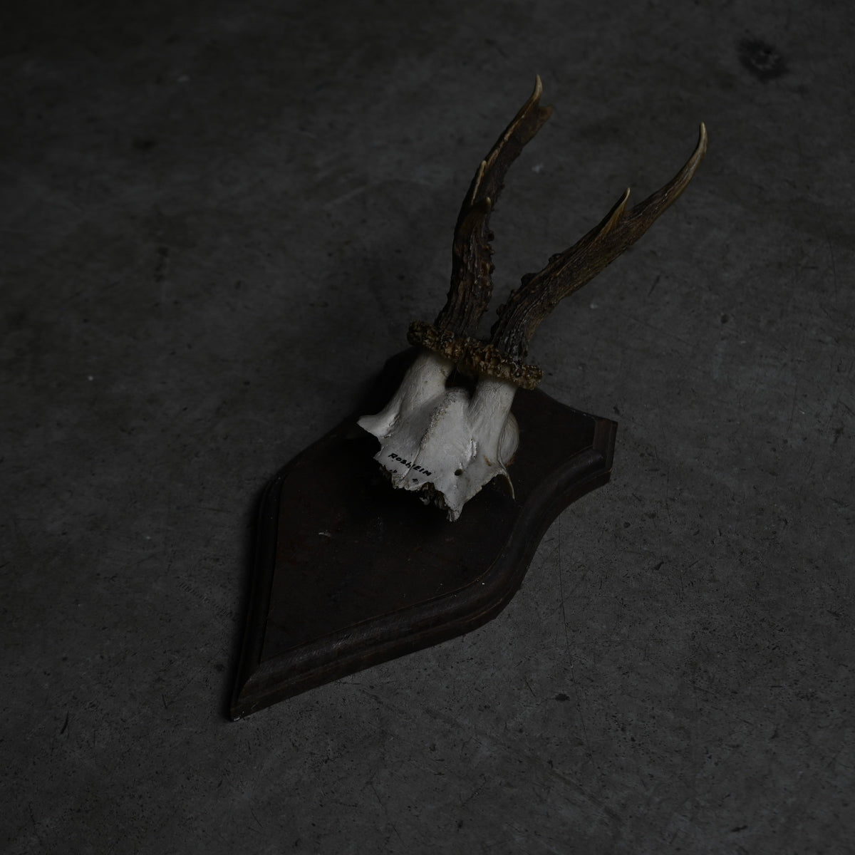 Hunting Trophy  Ⅸ｛RB-00411｝