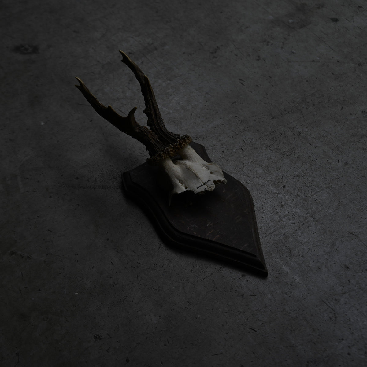 Hunting Trophy  Ⅸ｛RB-00411｝