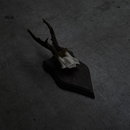 Hunting Trophy  Ⅸ｛RB-00411｝