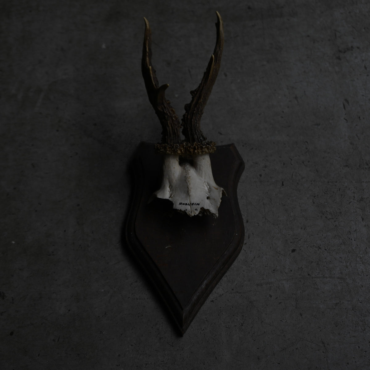 Hunting Trophy  Ⅸ｛RB-00411｝