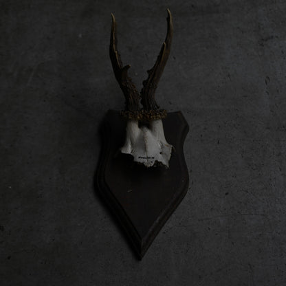 Hunting Trophy  Ⅸ｛RB-00411｝