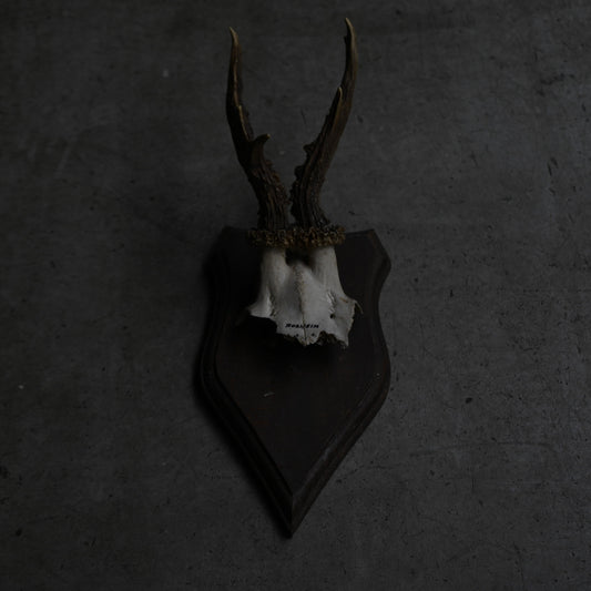 Hunting Trophy  Ⅸ｛RB-00411｝