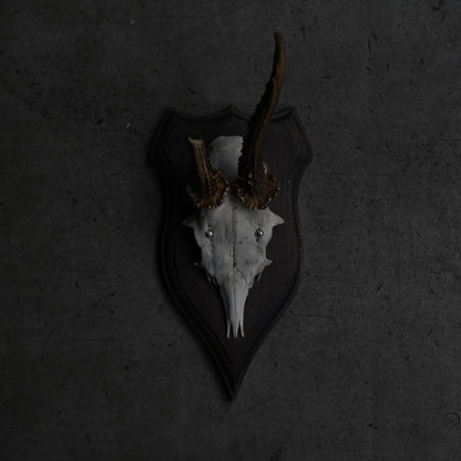 Hunting Trophy  Ⅹ｛RB-00412｝