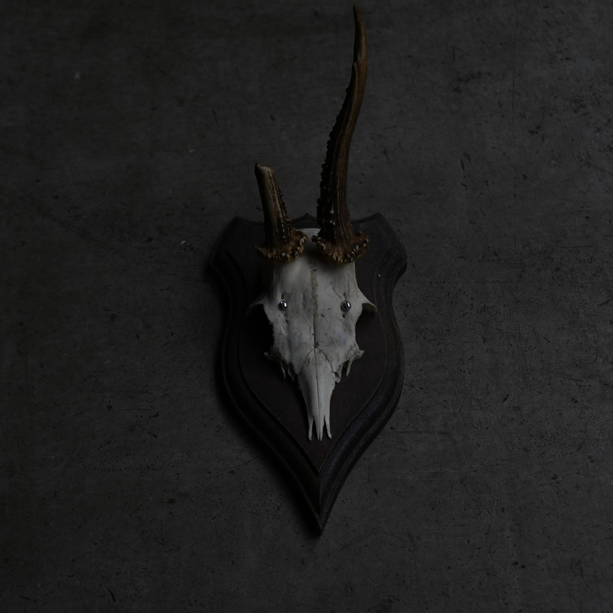 Hunting Trophy  Ⅹ｛RB-00412｝