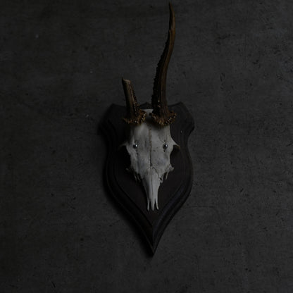 Hunting Trophy  Ⅹ｛RB-00412｝