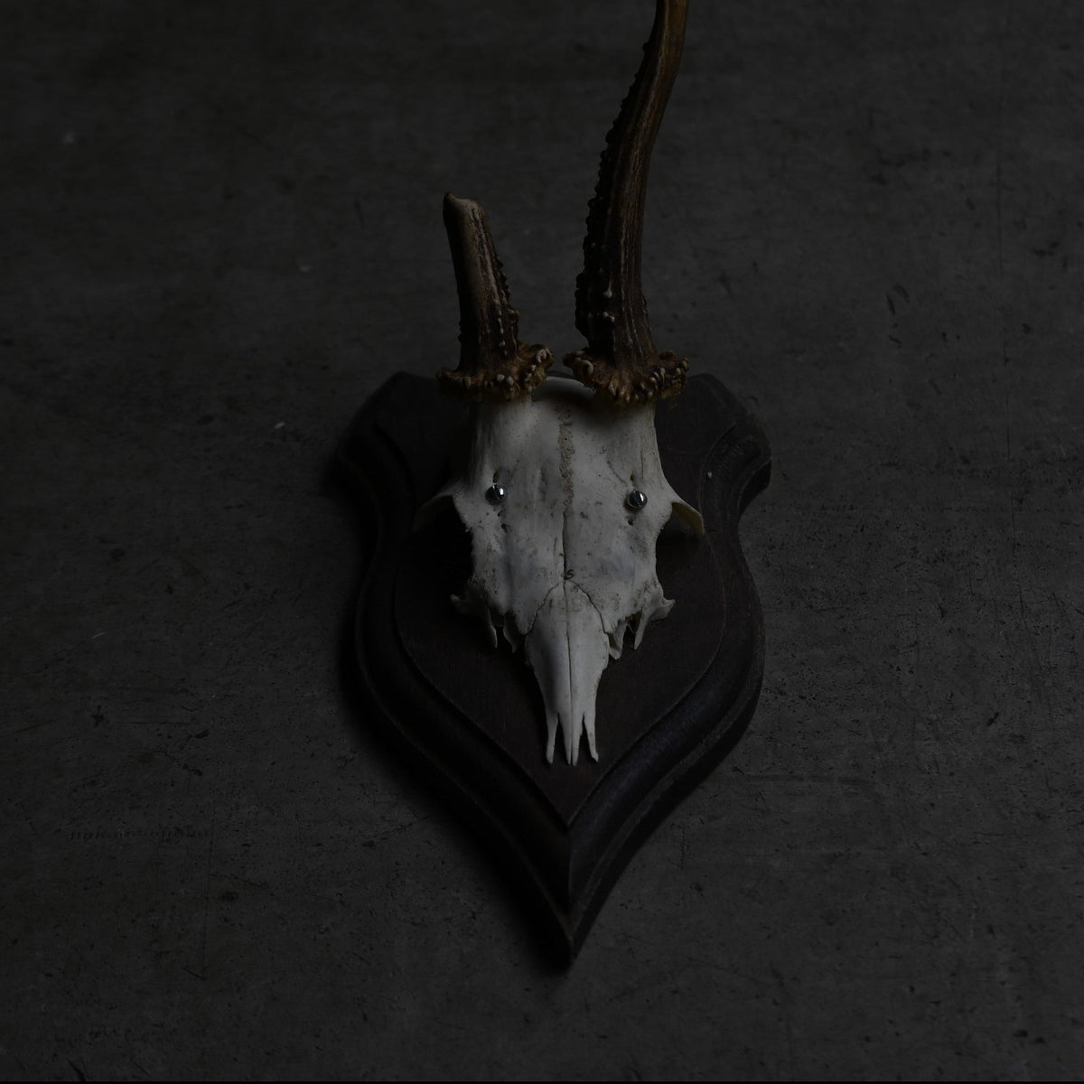 Hunting Trophy  Ⅹ｛RB-00412｝