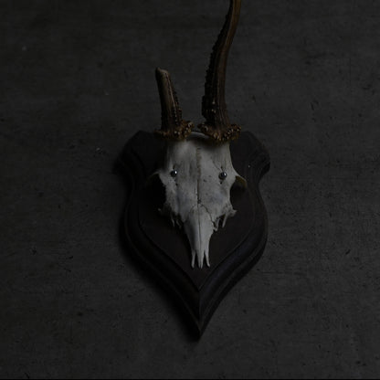 Hunting Trophy  Ⅹ｛RB-00412｝