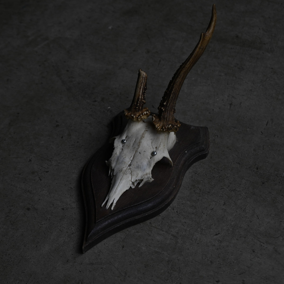 Hunting Trophy  Ⅹ｛RB-00412｝