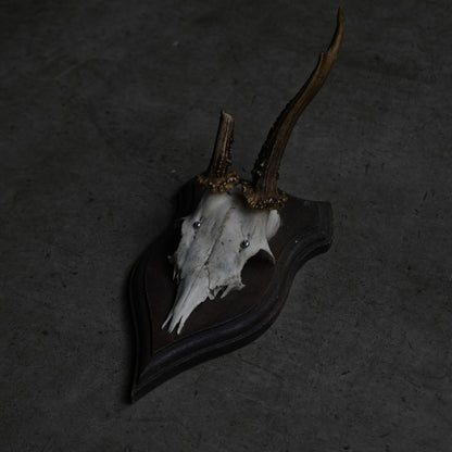 Hunting Trophy  Ⅹ｛RB-00412｝