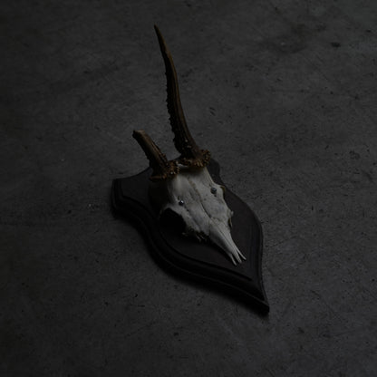 Hunting Trophy  Ⅹ｛RB-00412｝