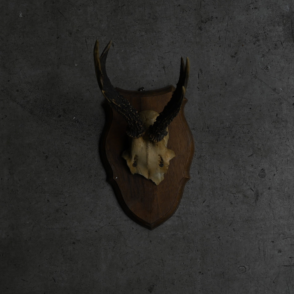 Hunting Trophy  Ⅺ｛RB-00413｝