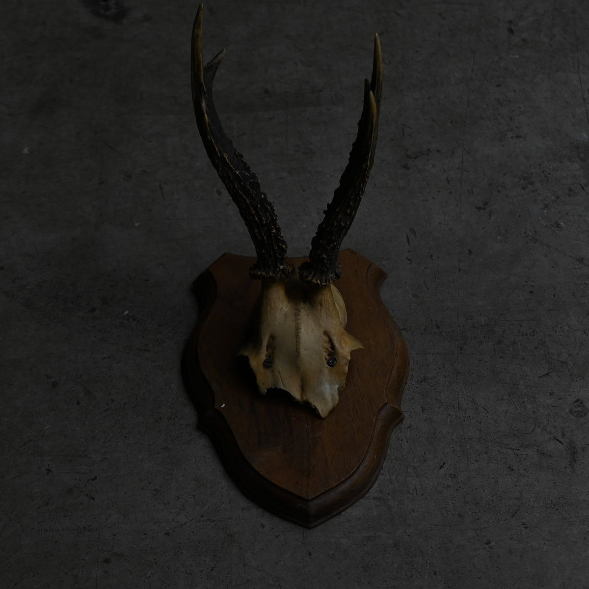 Hunting Trophy  Ⅺ｛RB-00413｝