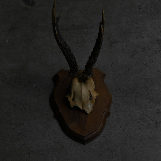 Hunting Trophy  Ⅺ｛RB-00413｝