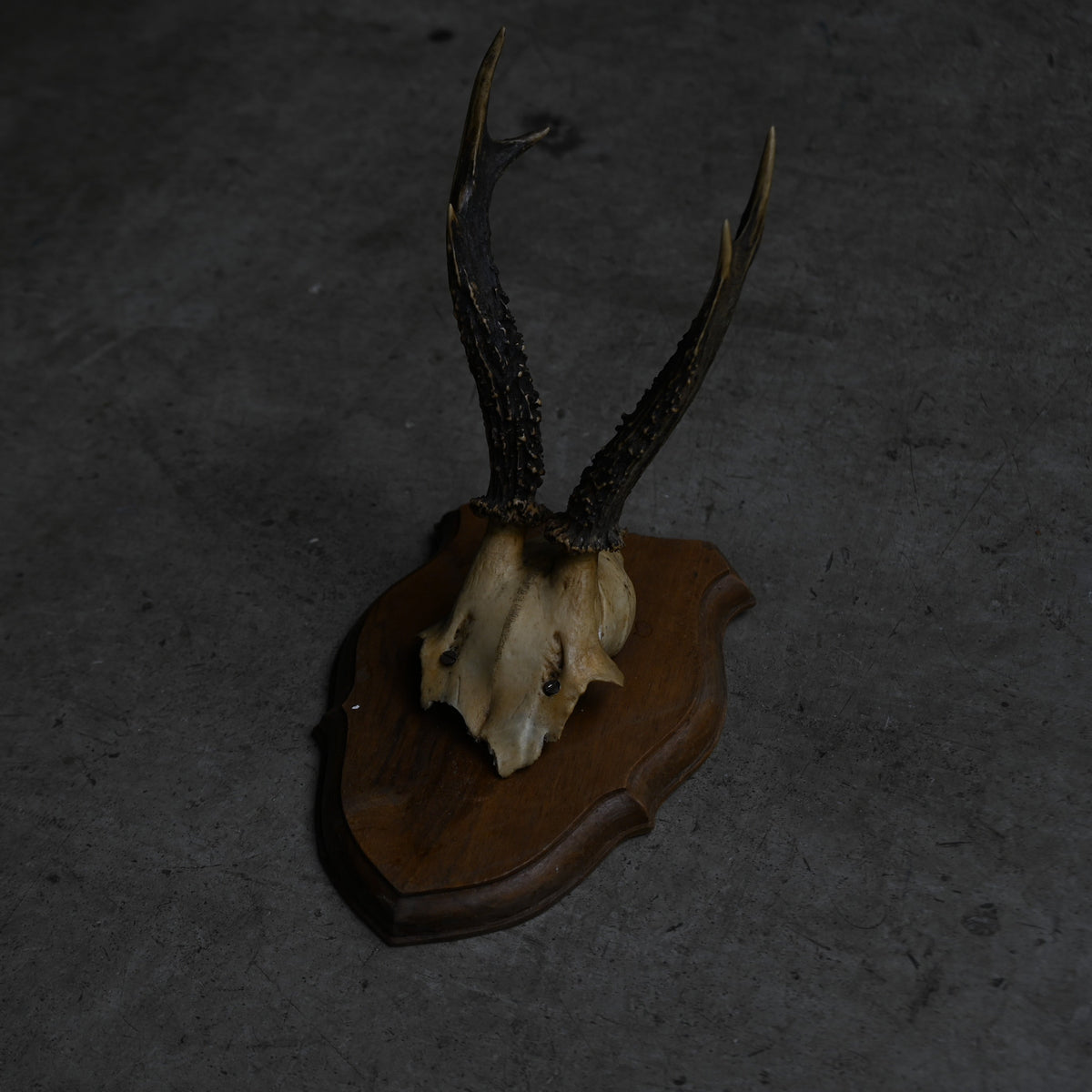 Hunting Trophy  Ⅺ｛RB-00413｝