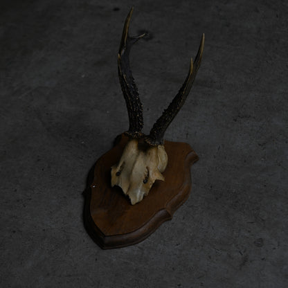 Hunting Trophy  Ⅺ｛RB-00413｝