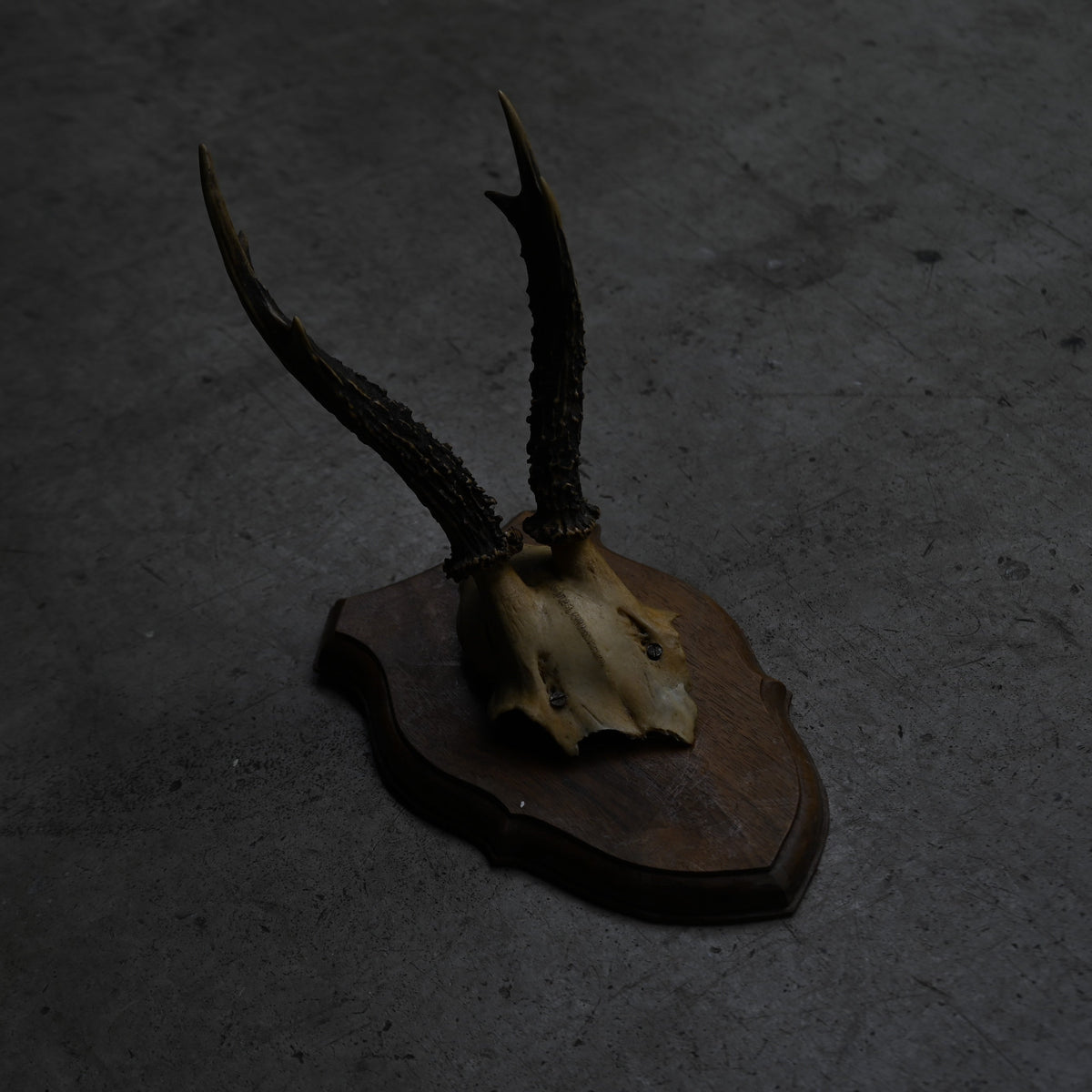 Hunting Trophy  Ⅺ｛RB-00413｝