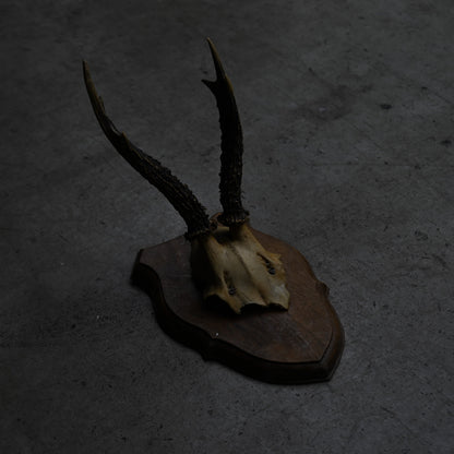 Hunting Trophy  Ⅺ｛RB-00413｝