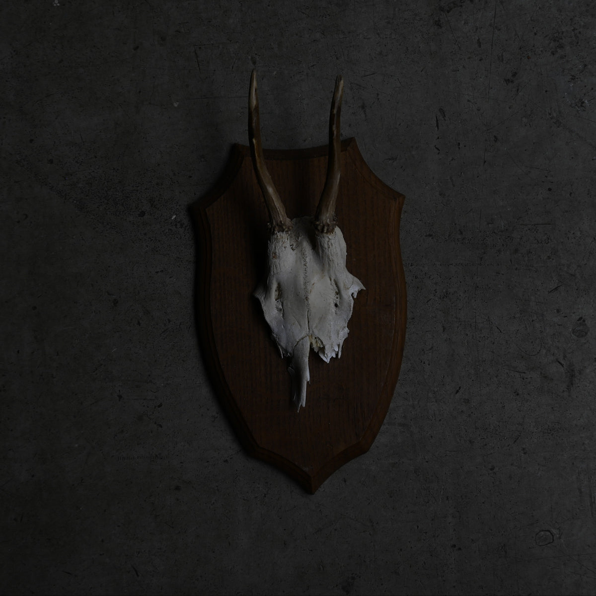 Hunting Trophy  ⅩⅢ｛RB-00415｝