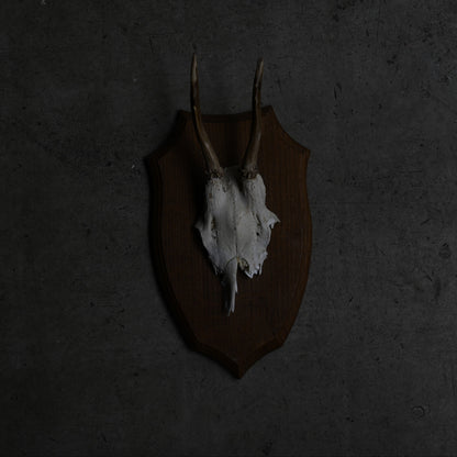 Hunting Trophy  ⅩⅢ｛RB-00415｝