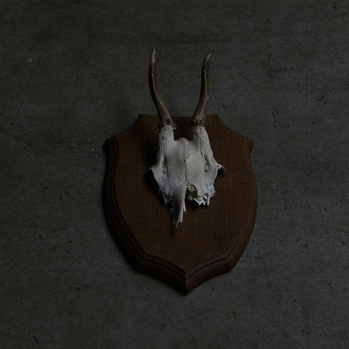 Hunting Trophy  ⅩⅢ｛RB-00415｝