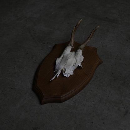 Hunting Trophy  ⅩⅢ｛RB-00415｝