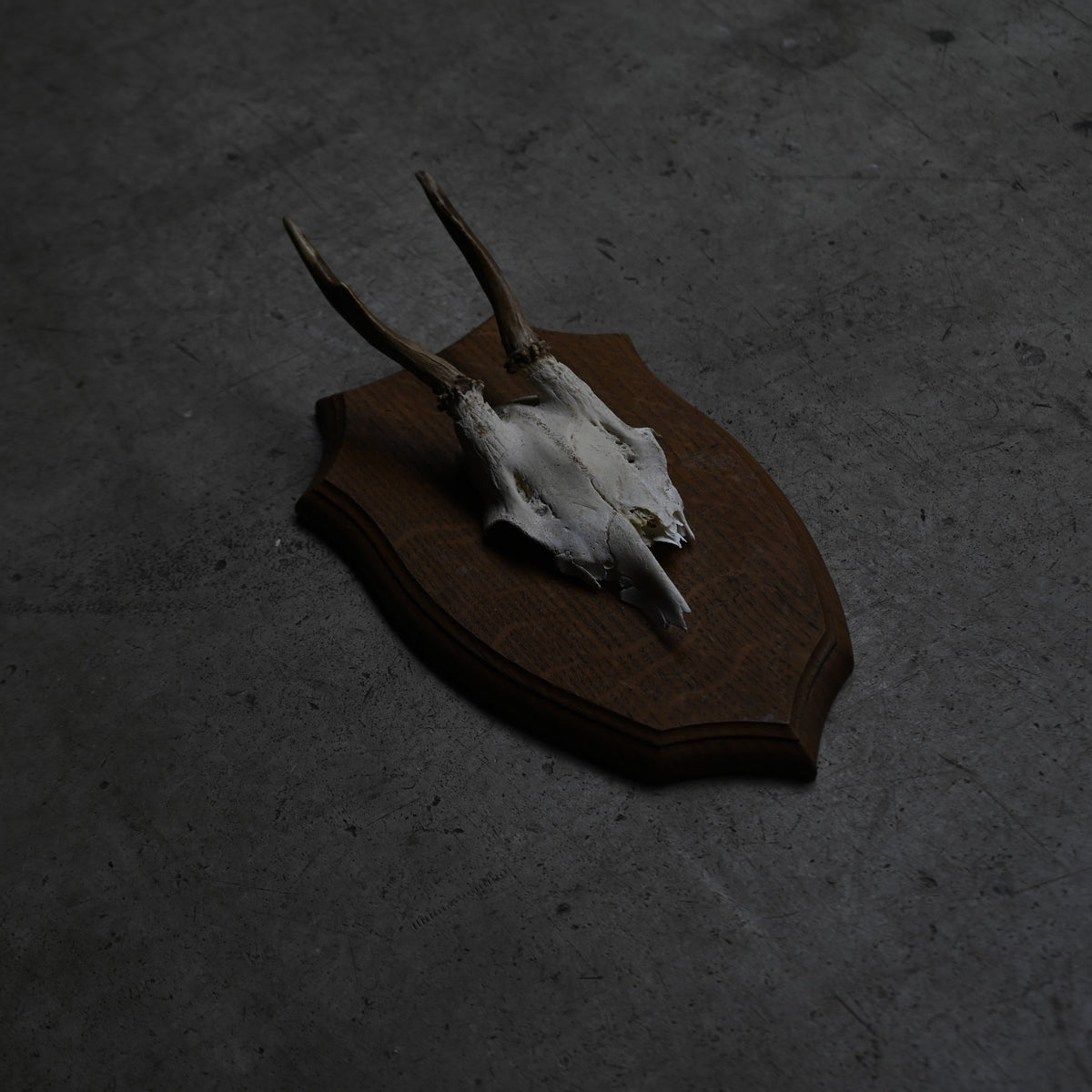 Hunting Trophy  ⅩⅢ｛RB-00415｝