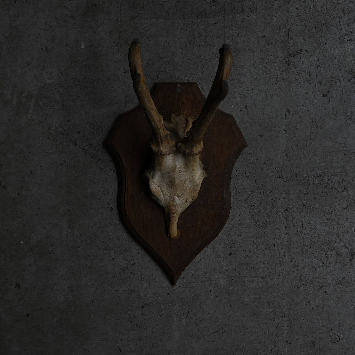 Hunting Trophy  ⅩⅣ｛RB-00416｝
