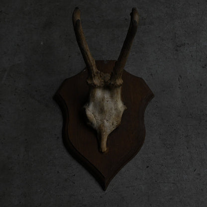 Hunting Trophy  ⅩⅣ｛RB-00416｝