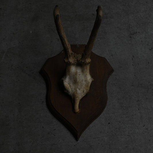 Hunting Trophy  ⅩⅣ｛RB-00416｝
