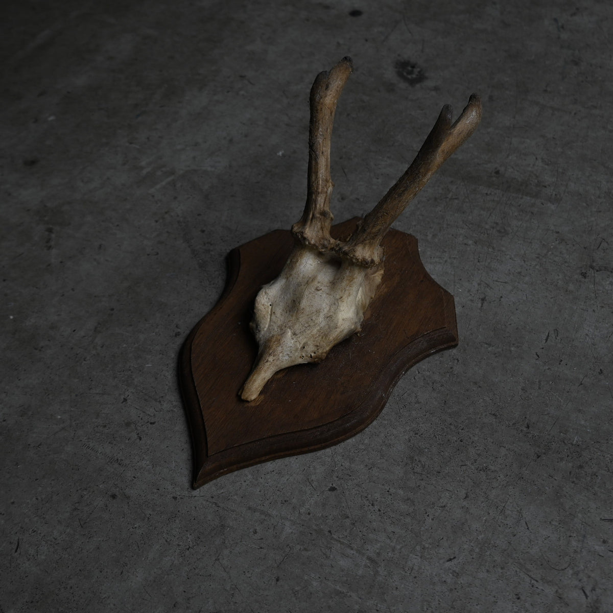 Hunting Trophy  ⅩⅣ｛RB-00416｝