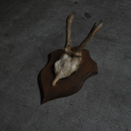 Hunting Trophy  ⅩⅣ｛RB-00416｝