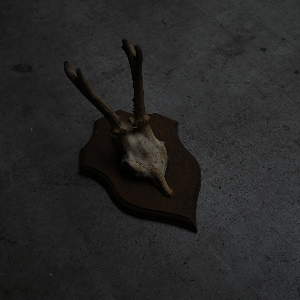 Hunting Trophy  ⅩⅣ｛RB-00416｝