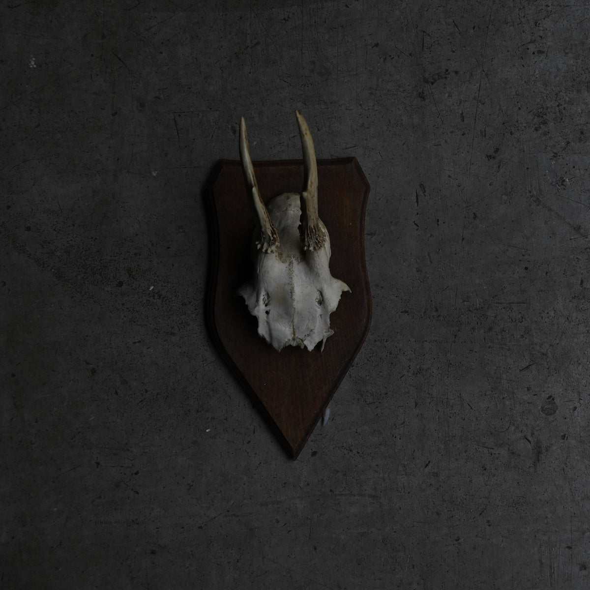 Hunting Trophy  ⅩⅤ｛RB-00417｝