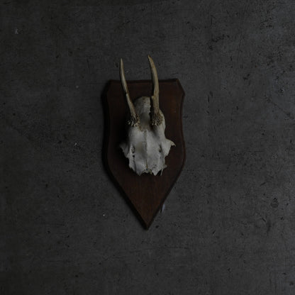 Hunting Trophy  ⅩⅤ｛RB-00417｝