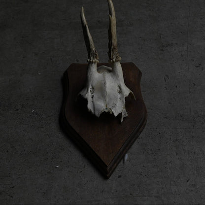 Hunting Trophy  ⅩⅤ｛RB-00417｝