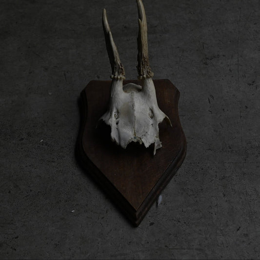 Hunting Trophy  ⅩⅤ｛RB-00417｝