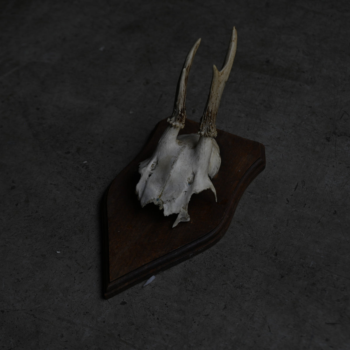 Hunting Trophy  ⅩⅤ｛RB-00417｝