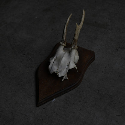 Hunting Trophy  ⅩⅤ｛RB-00417｝