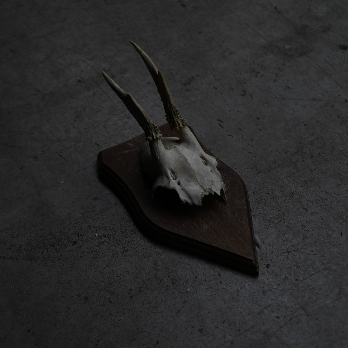 Hunting Trophy  ⅩⅤ｛RB-00417｝