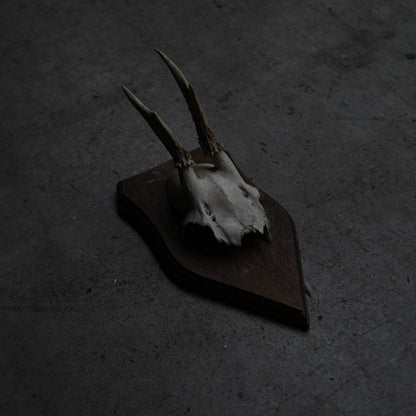 Hunting Trophy  ⅩⅤ｛RB-00417｝