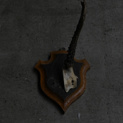 Hunting Trophy  ⅩⅥ｛RB-00418｝