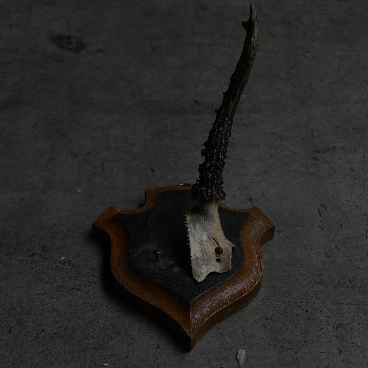 Hunting Trophy  ⅩⅥ｛RB-00418｝