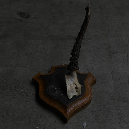 Hunting Trophy  ⅩⅥ｛RB-00418｝
