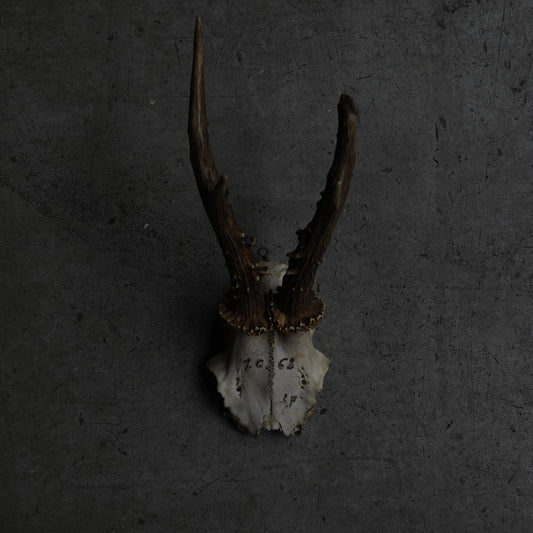 Hunting Trophy  ⅩⅦ｛RB-00419｝