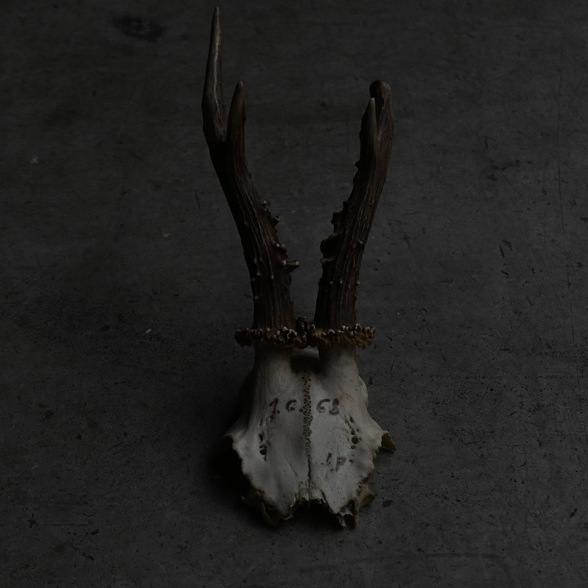 Hunting Trophy  ⅩⅦ｛RB-00419｝