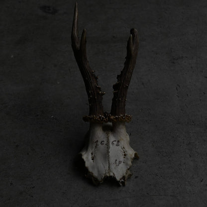 Hunting Trophy  ⅩⅦ｛RB-00419｝