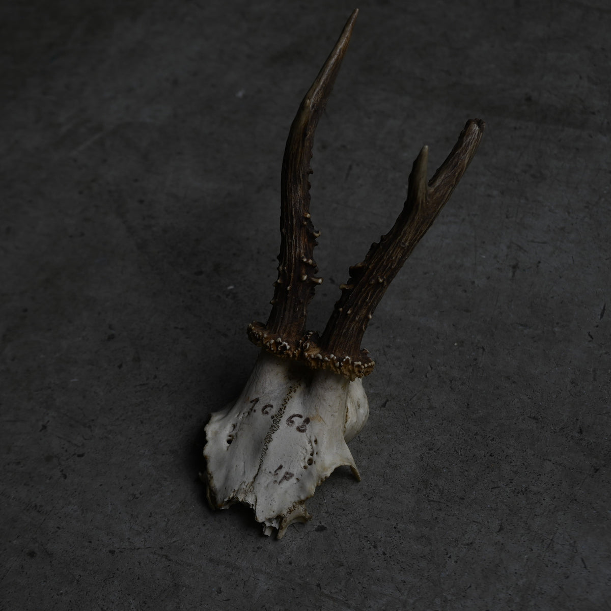 Hunting Trophy  ⅩⅦ｛RB-00419｝